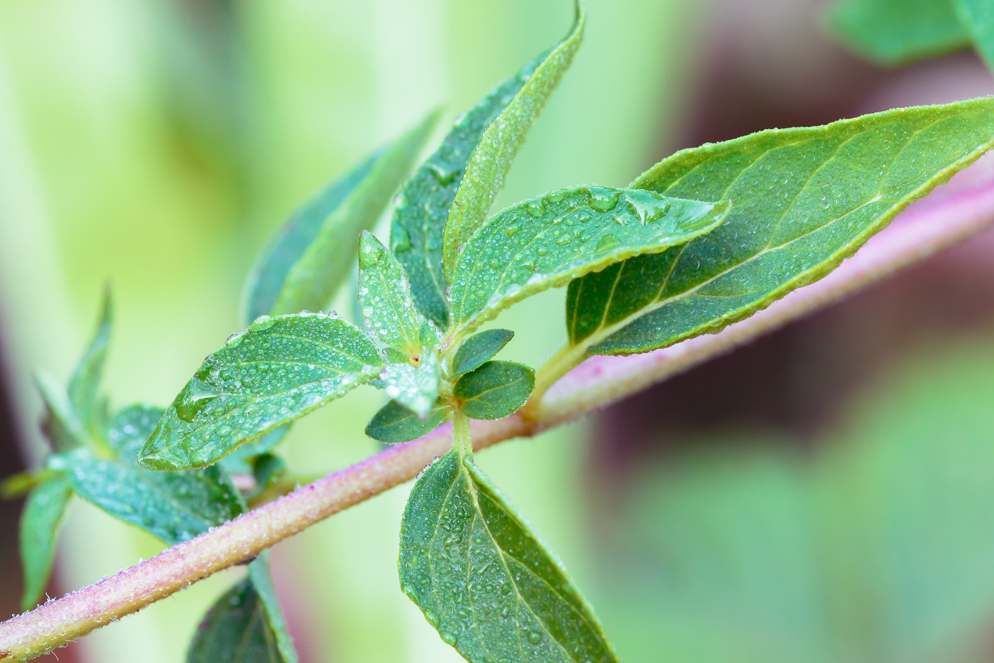 Изображение особи Origanum vulgare.