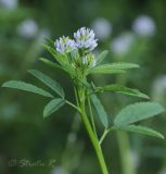 Trigonella procumbens. Верхушка расцветающего растения. Молдова, Страшенский р-н, с. Каприяна, свежая грабовая дубрава. 22.06.2014.