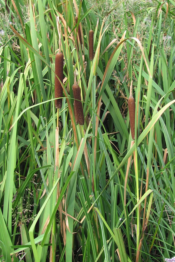 Изображение особи Typha &times; argoviensis.