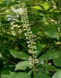 Aesculus parviflora. Соцветие с бутонами и листья. Германия, г. Дюссельдорф, Ботанический сад университета. 03.07.2014.