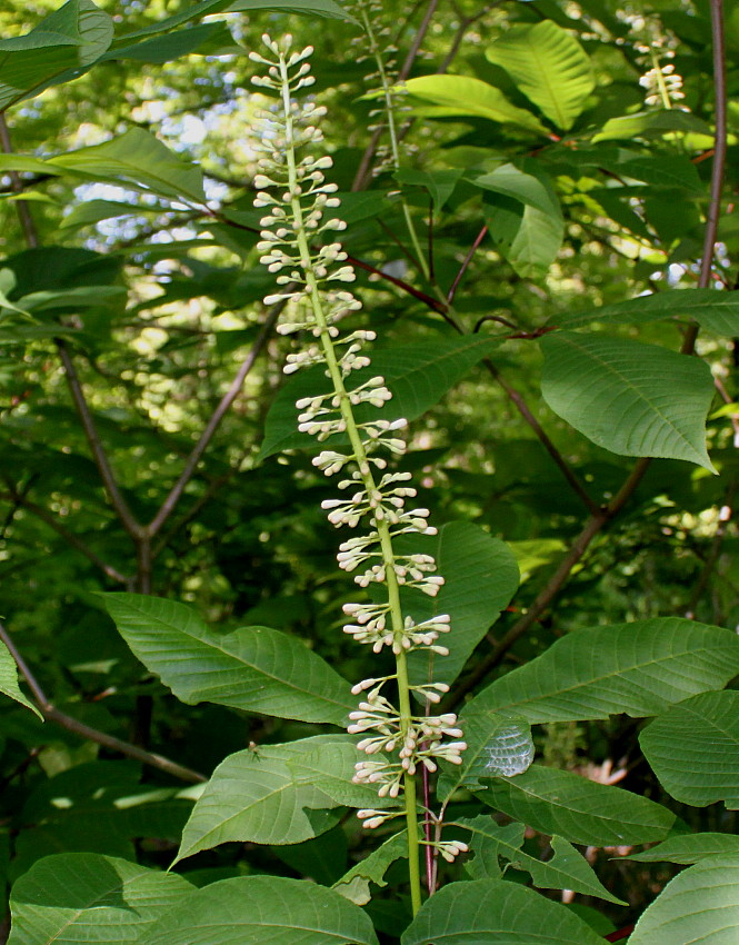 Image of Aesculus parviflora specimen.