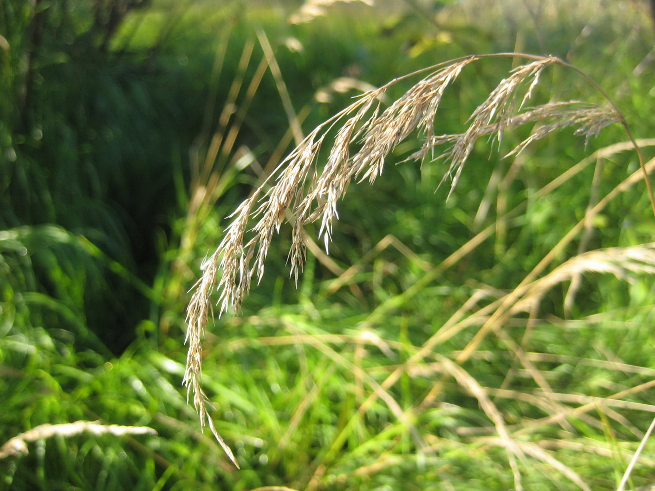 Image of Calamagrostis canescens specimen.