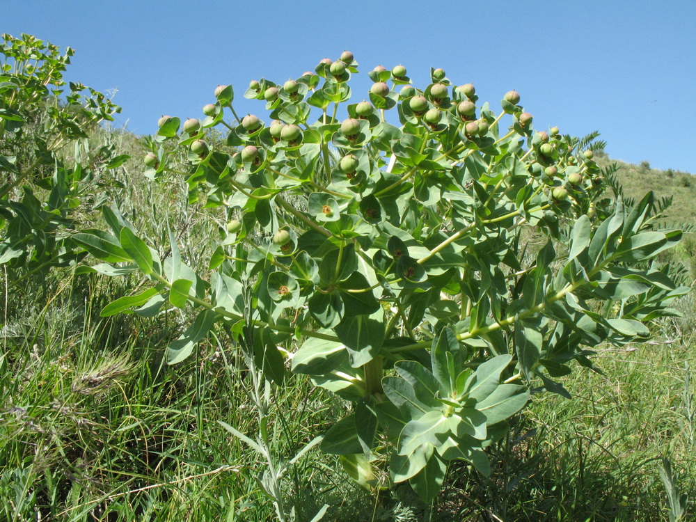 Изображение особи Euphorbia yaroslavii.