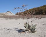 Limonium scoparium