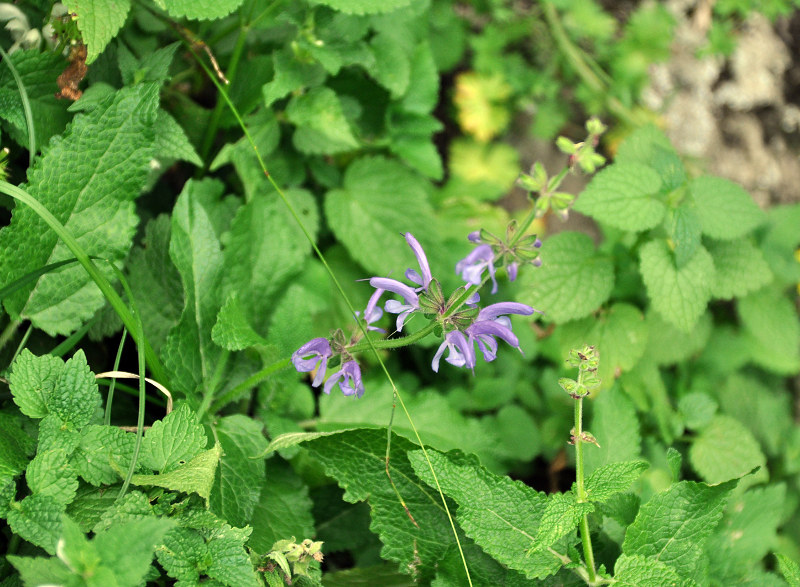 Изображение особи Salvia kuznetzovii.