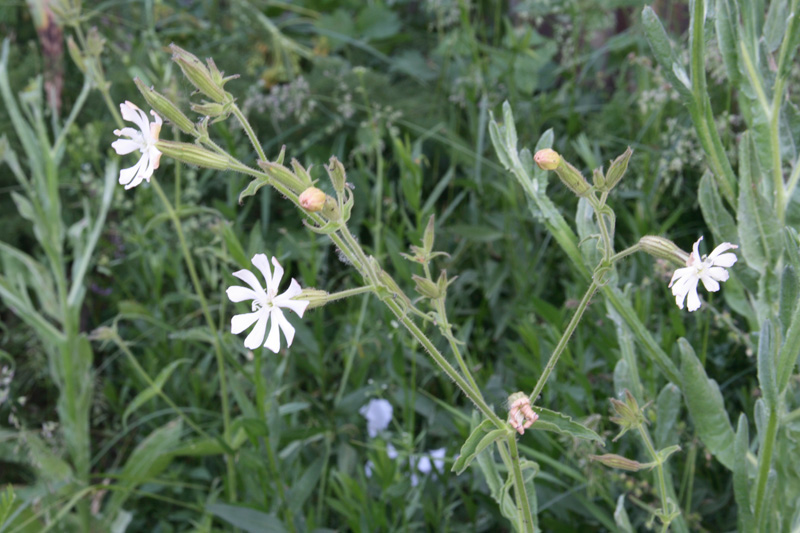 Изображение особи Silene turkestanica.