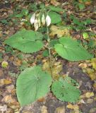 Lunaria rediviva. Плодоносящее растение. Москва, ГБС. 3 октября 2008 г.