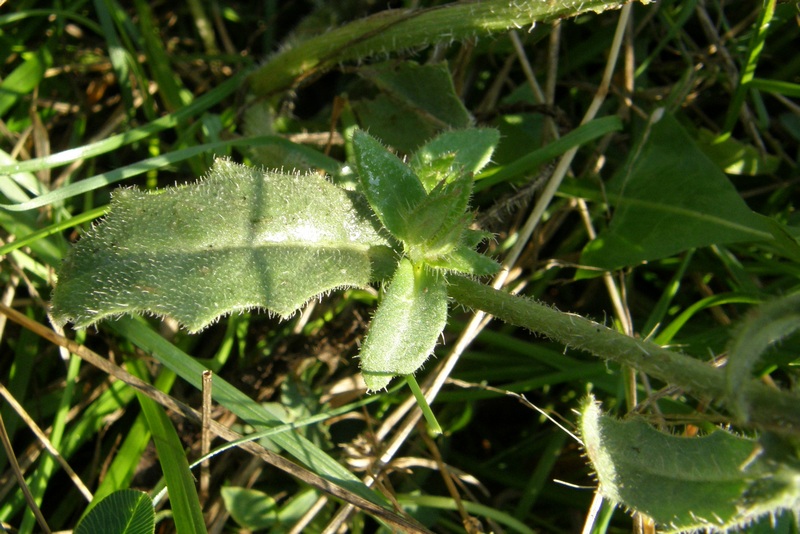 Изображение особи Helminthotheca echioides.