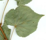 Tilia nasczokinii