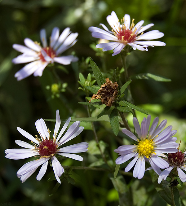 Изображение особи Symphyotrichum novi-belgii.