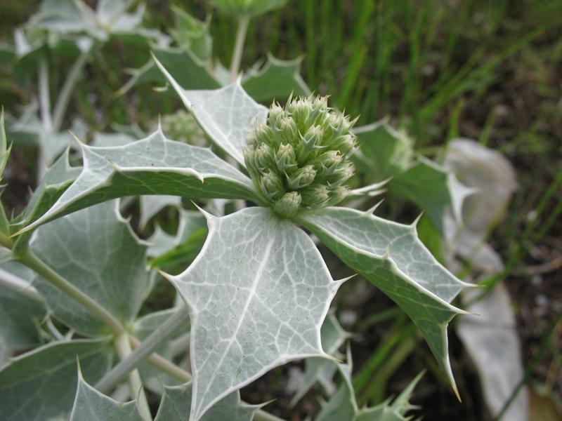 Изображение особи Eryngium maritimum.