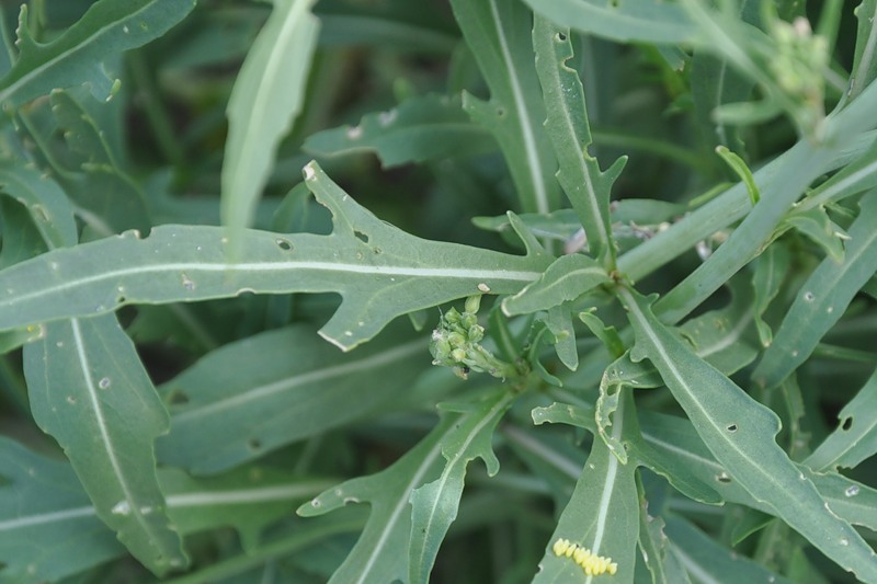 Изображение особи Diplotaxis tenuifolia.