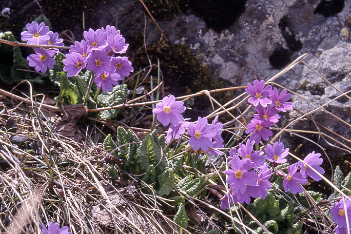 Изображение особи Primula amoena.