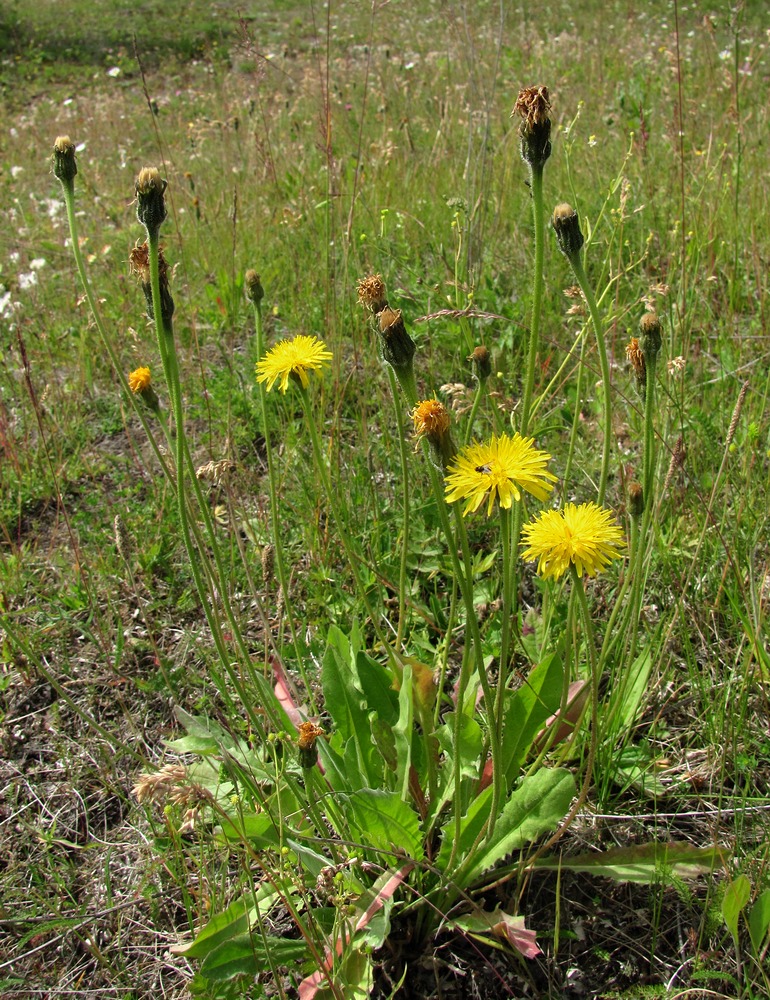 Изображение особи Leontodon hispidus.