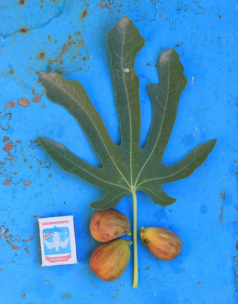 Image of Ficus carica specimen.