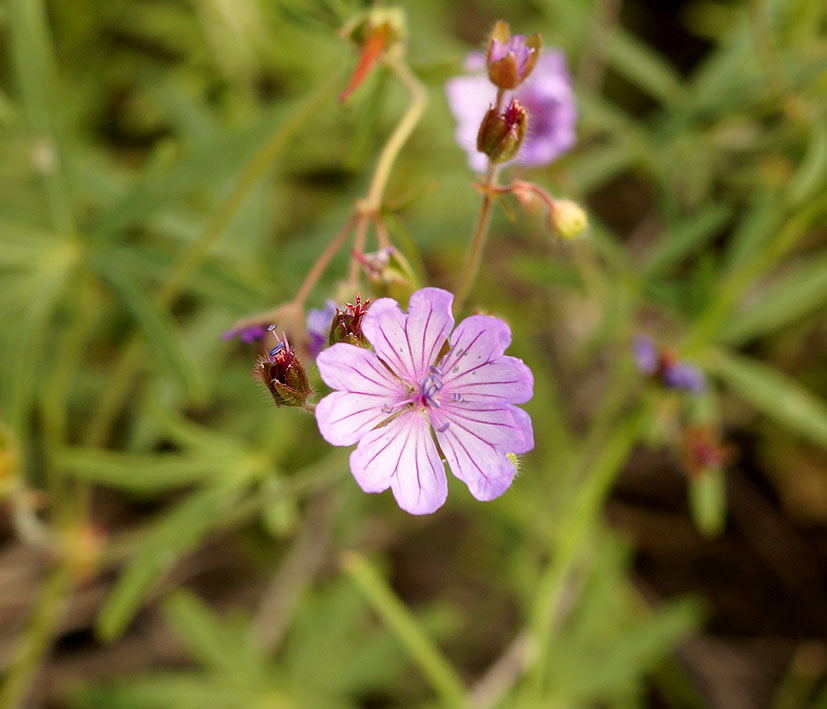 Image of Geranium transversale specimen.