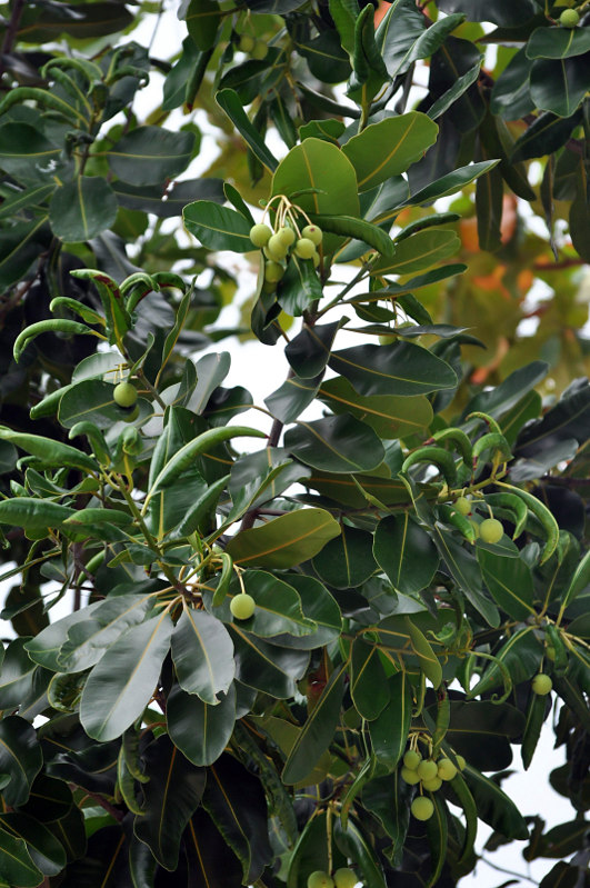 Изображение особи Calophyllum inophyllum.