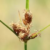 Bolboschoenus planiculmis. Соцветие. Ростовская обл., Неклиновский р-н, Большенеклиновское с/п, дол. р. Сарматская, на прирусловом аллювии. 09.07.2015.