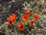 Papaver pavoninum. Цветущее растение. Узбекистан, Ферганская долина, Андижанская обл., Ходжаабадский р-н, низкогорья в окр. кишлака Имамата, горы Кырташтау. 13.06.2015.