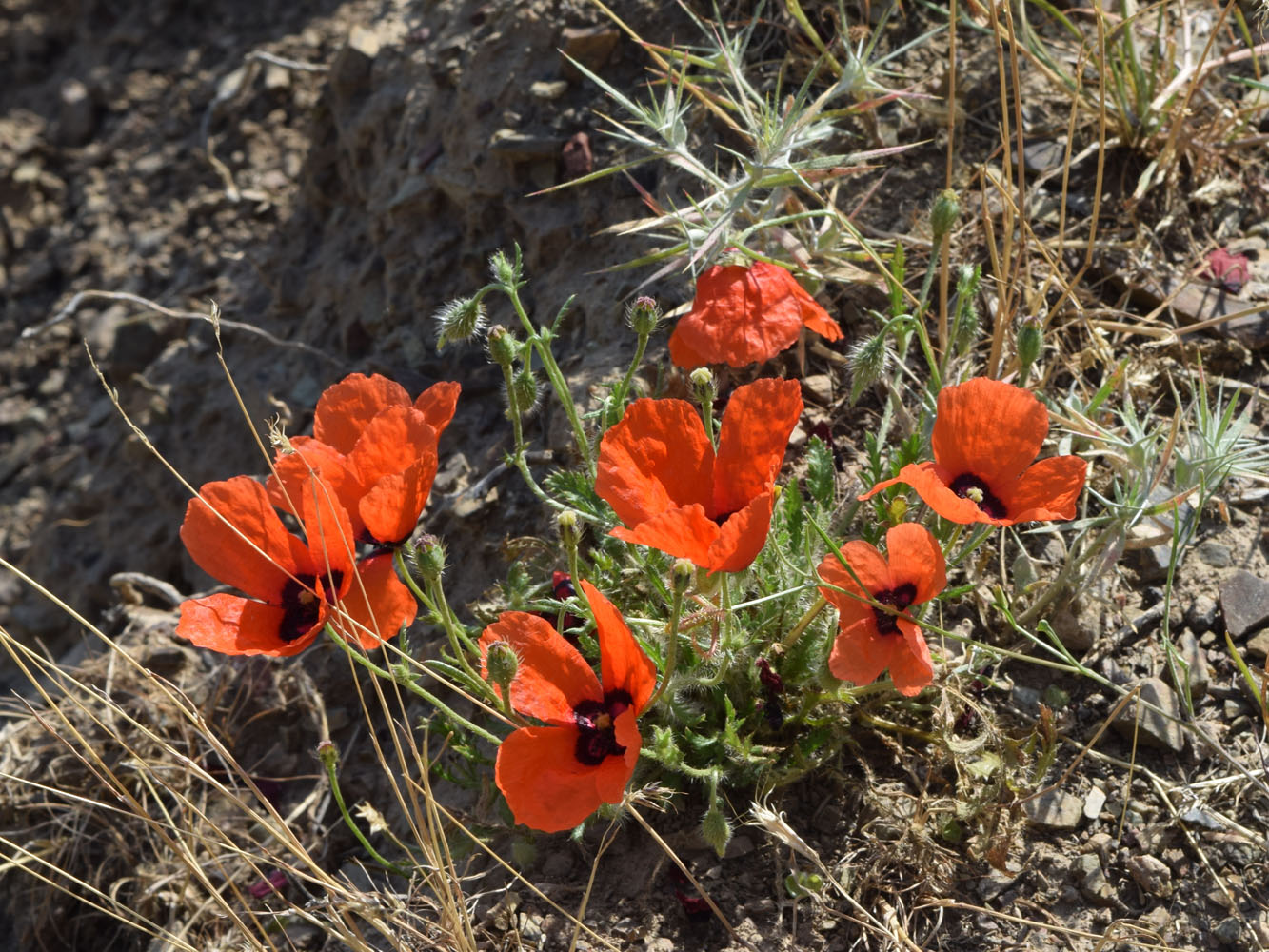 Изображение особи Papaver pavoninum.