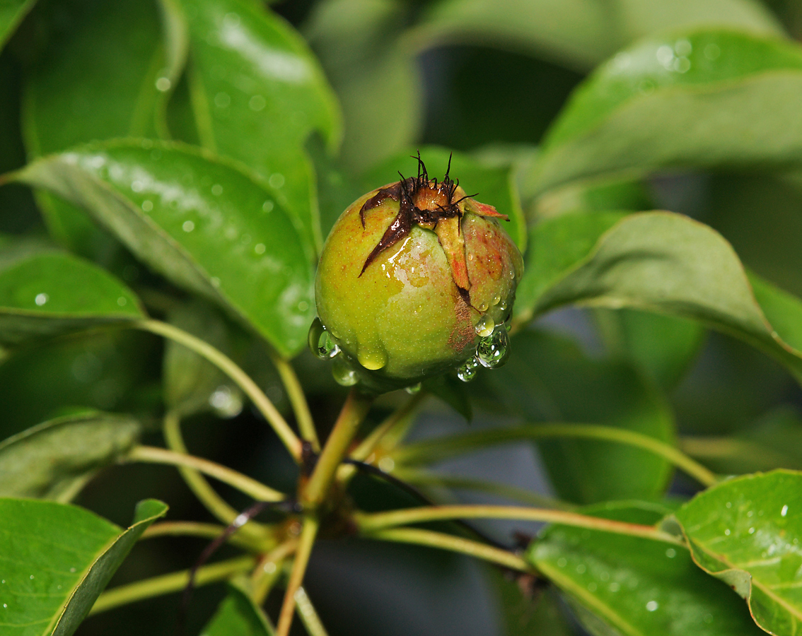 Изображение особи Pyrus communis.