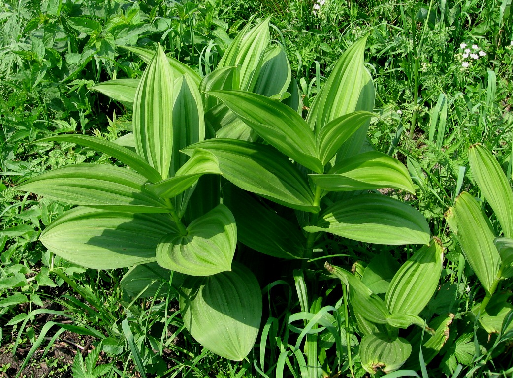 Изображение особи Veratrum lobelianum.