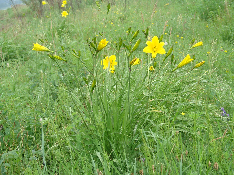 Image of Hemerocallis minor specimen.