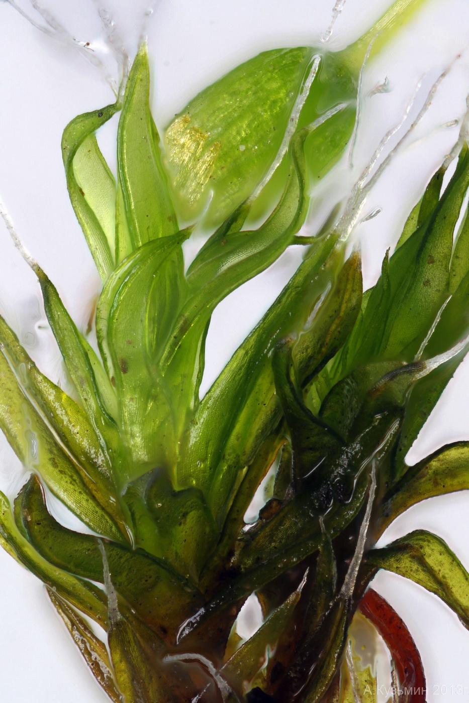 Image of Grimmia pulvinata specimen.