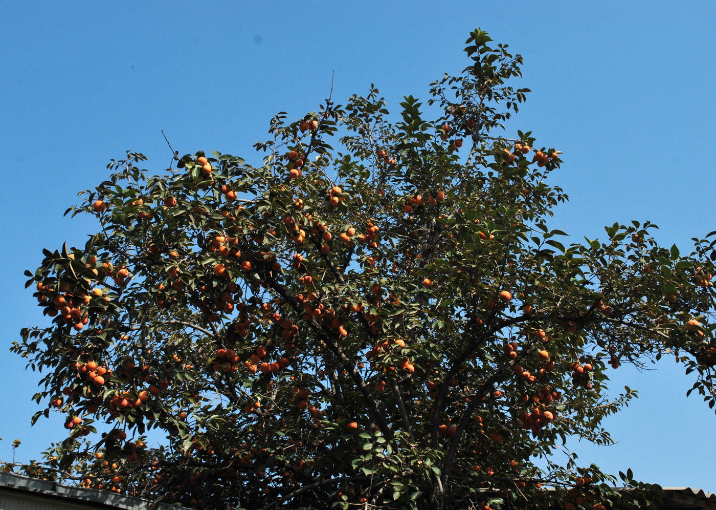 Image of Diospyros kaki specimen.