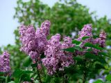 Syringa vulgaris