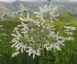 Heracleum apiifolium. Соцветие. Адыгея, Кавказский биосферный заповедник, гора Гузерипль, ≈ 1950 м н.у.м., высокотравный субальпийский луг. 26.07.2015.