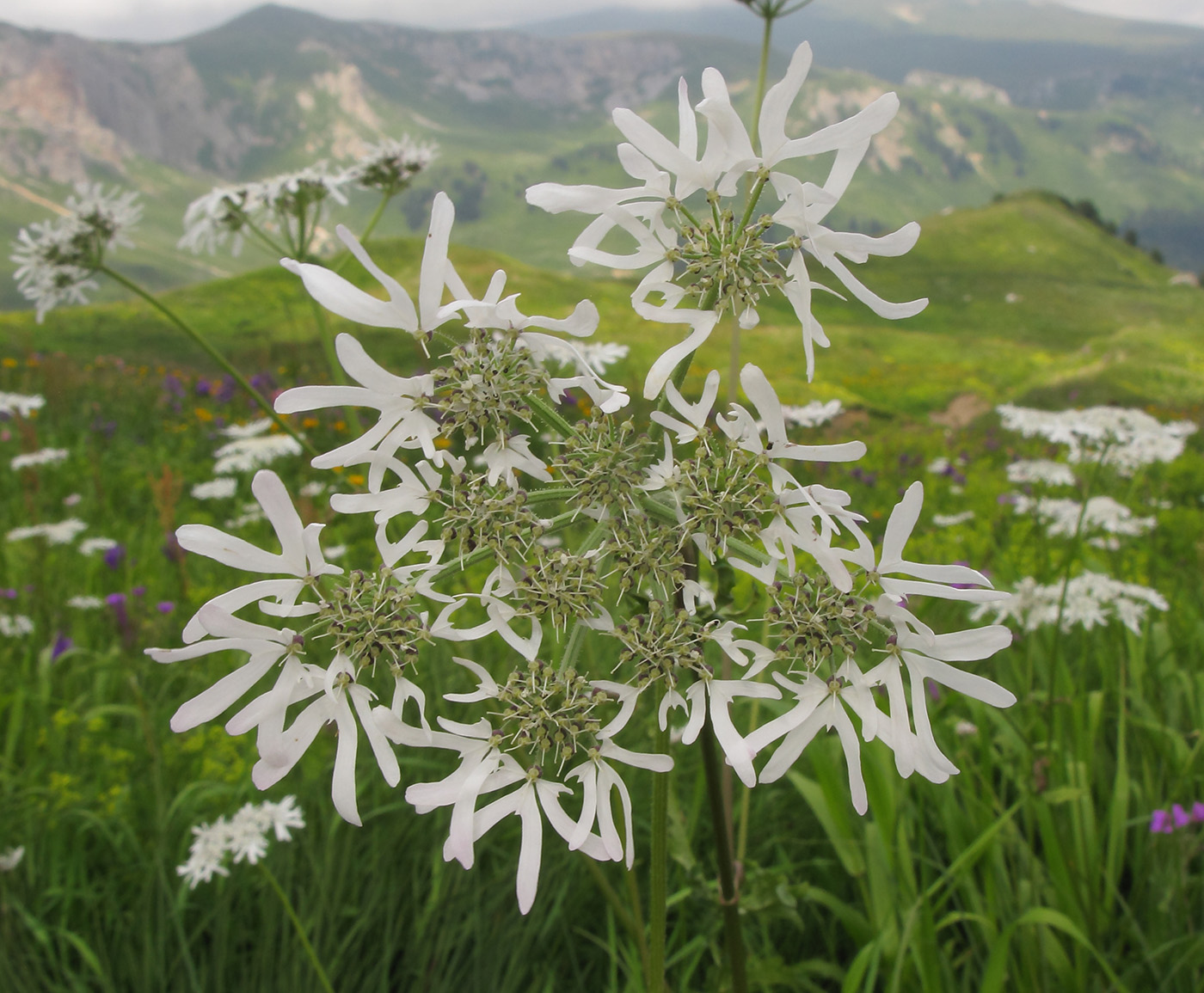 Изображение особи Heracleum apiifolium.