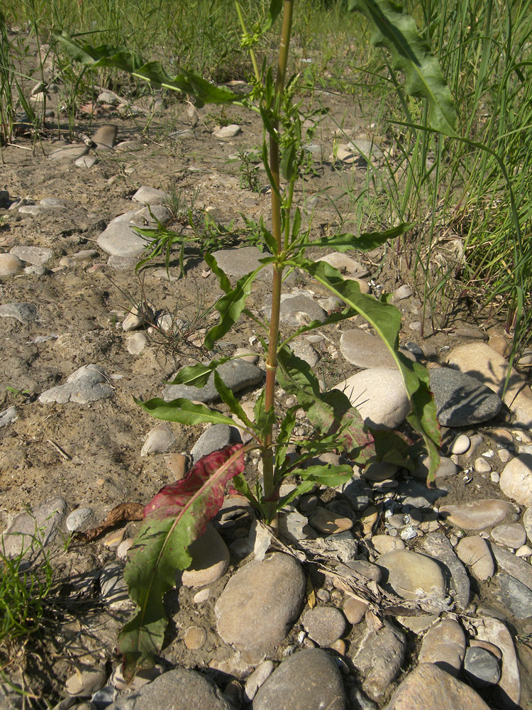 Изображение особи Rumex stenophyllus.