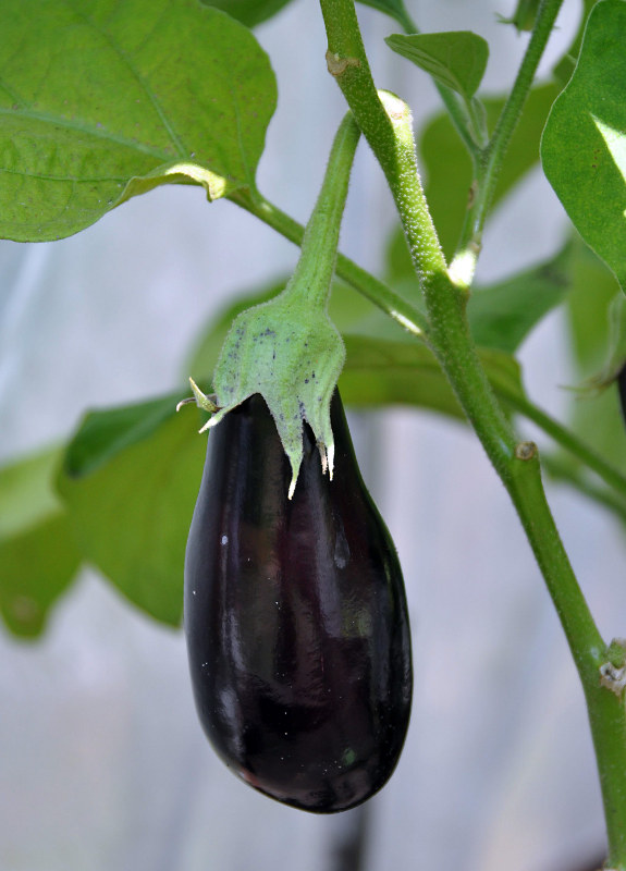 Изображение особи Solanum melongena.