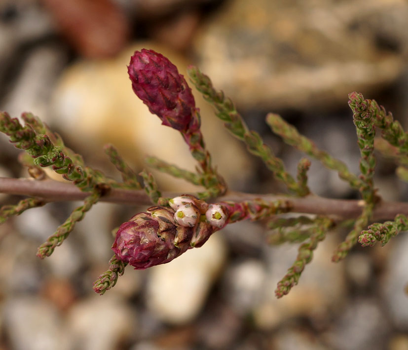 Image of Myricaria squamosa specimen.