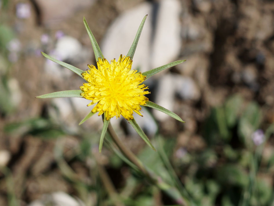 Image of Tragopogon capitatus specimen.