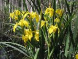 Iris pseudacorus