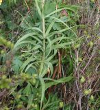 Fritillaria verticillata