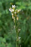 Turritis glabra