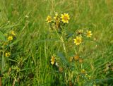 Bidens cernua var. radiata