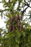 Picea obovata