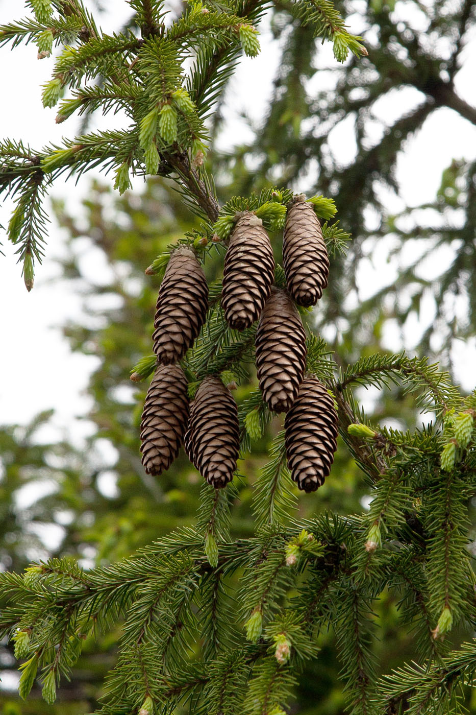 Изображение особи Picea obovata.