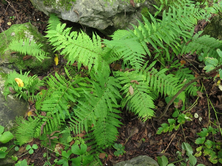 Image of Lunathyrium henryi specimen.