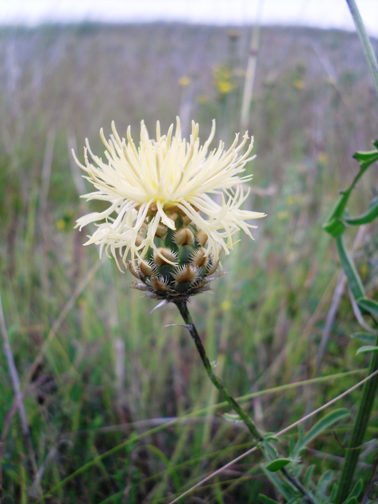 Изображение особи Centaurea orientalis.