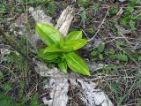 Gentiana macrophylla