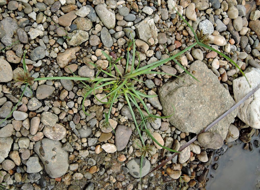 Image of Pycreus sanguinolentus specimen.