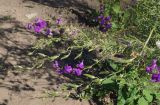 Delphinium ajacis