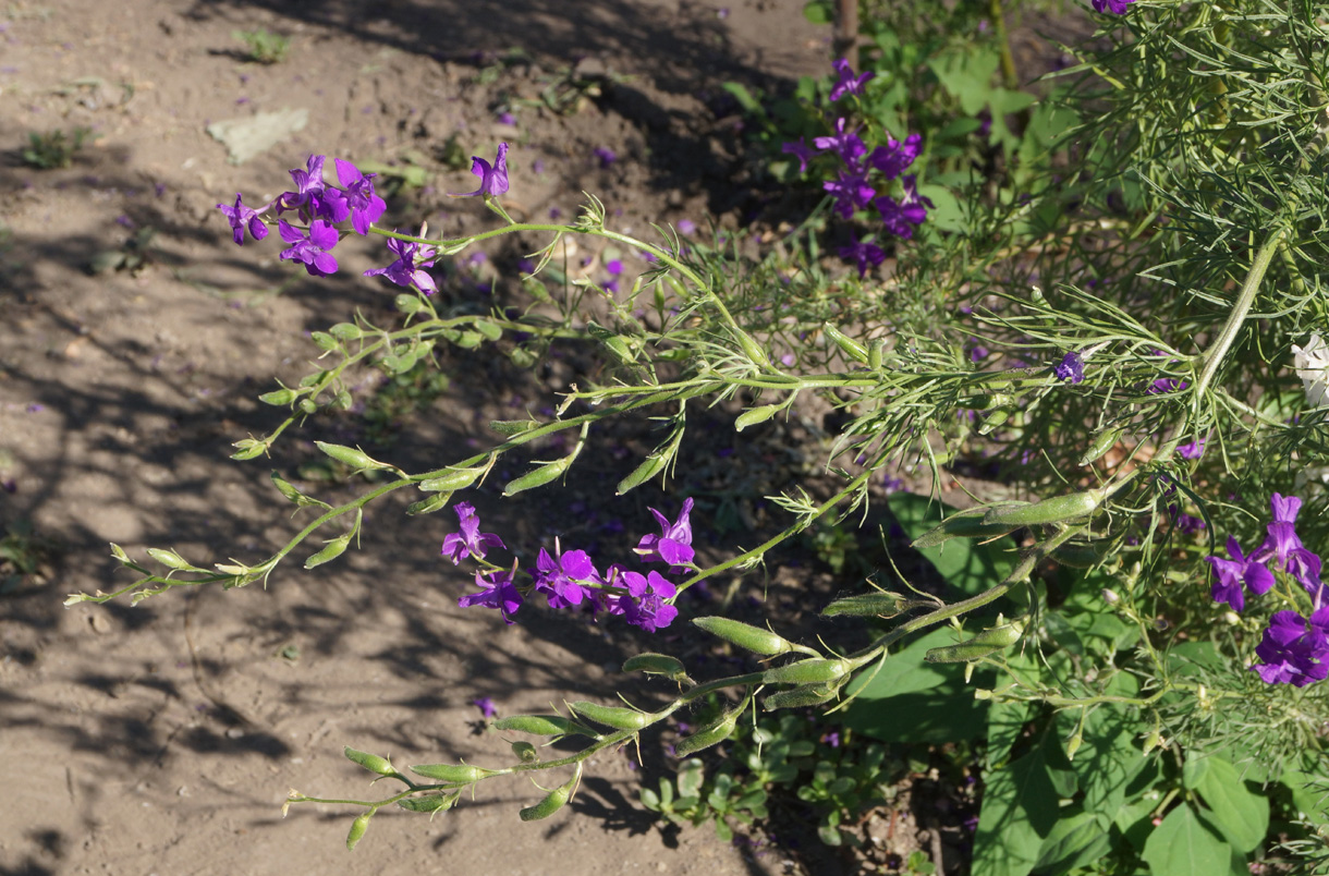 Image of Delphinium ajacis specimen.