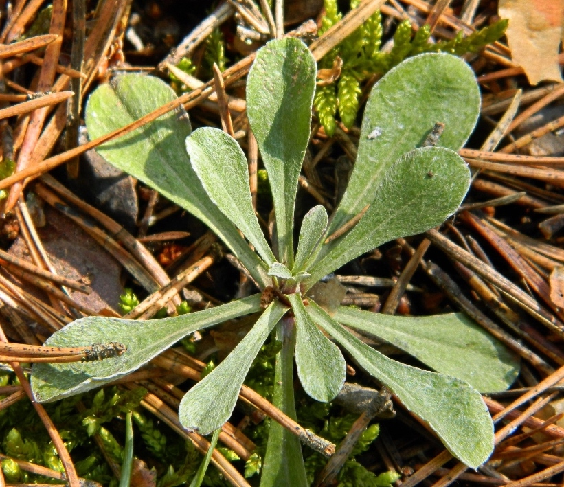 Изображение особи Antennaria dioica.