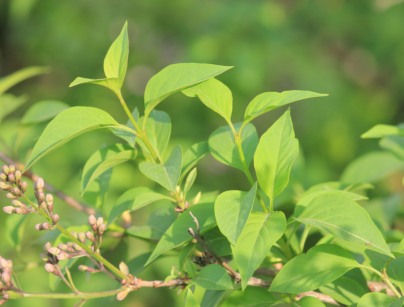 Изображение особи Syringa persica.